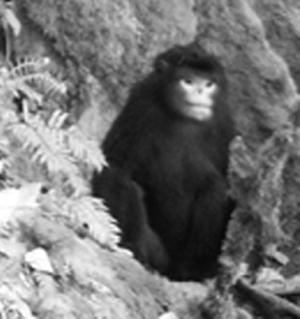 Snub-nosed monkey camera trap shot.: Photograph courtesy of Fauna &amp; Flora International, BANCA and PRCF